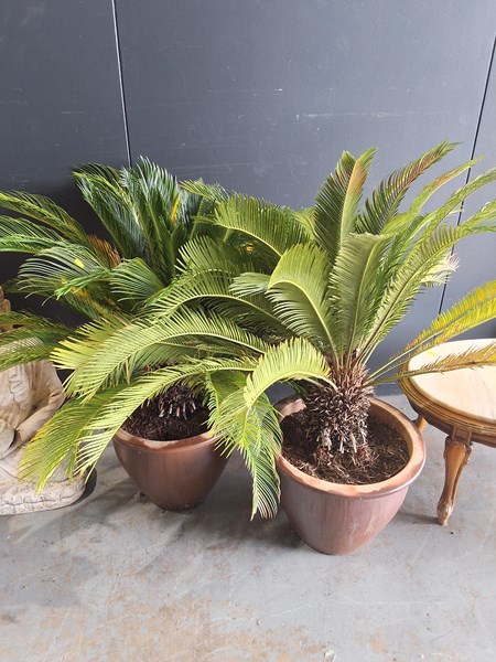 Lot 449 - POTTED PLANTS