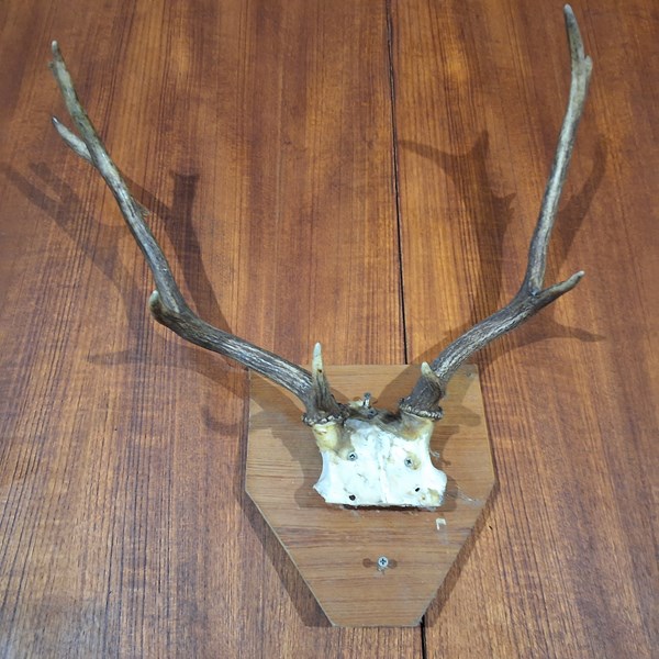 Lot 141 - DEER ANTLERS