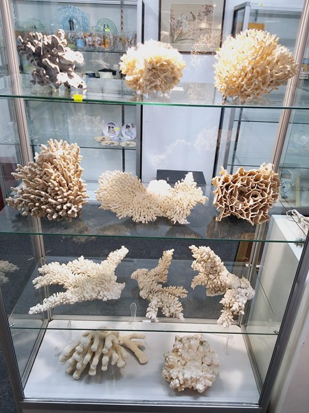 Lot 1523 - MARINE SPECIMENS