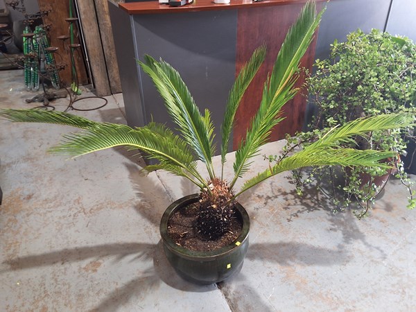 Lot 352 - POT PLANT