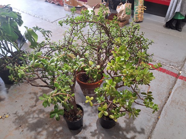 Lot 356 - JADE PLANTS