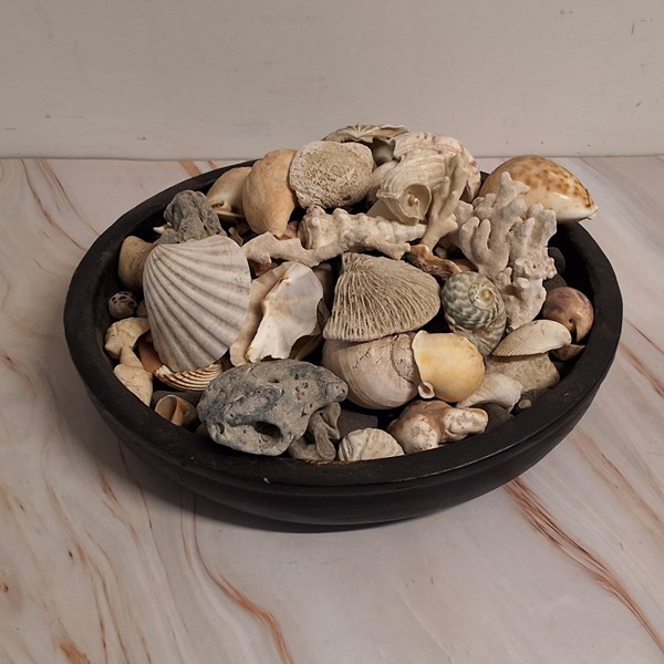 Lot 1427 - A COLLECTION OF SHELLS