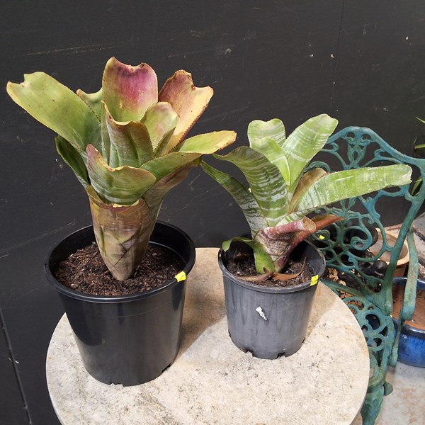 Lot 459 - PLANTS