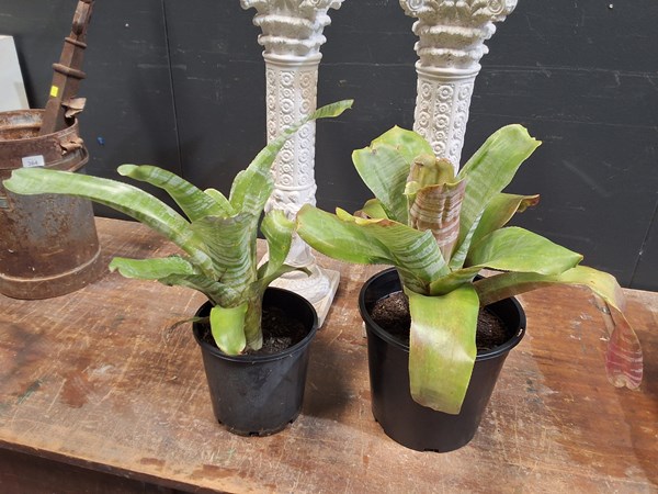 Lot 470 - POTTED PLANTS