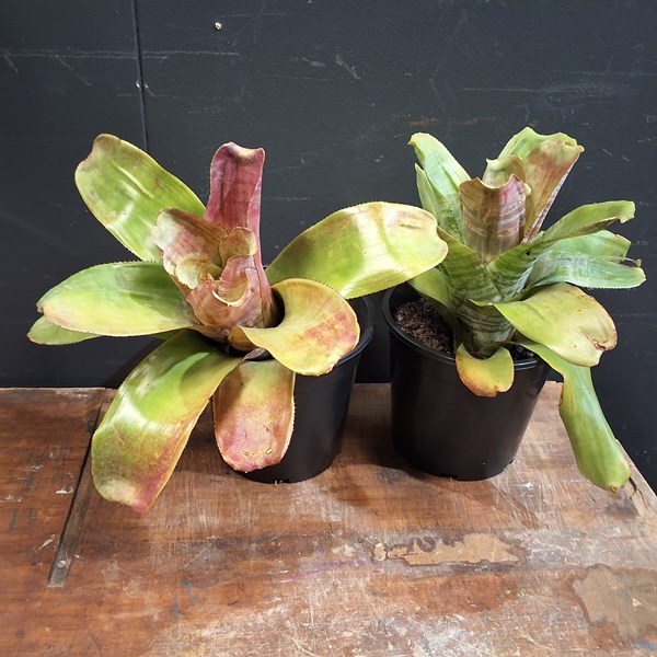 Lot 471 - POTTED PLANTS