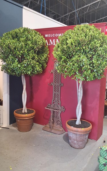 Lot 559 - EMERALD GREEN FICUS