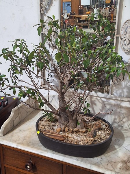 Lot 378 - BONSAI