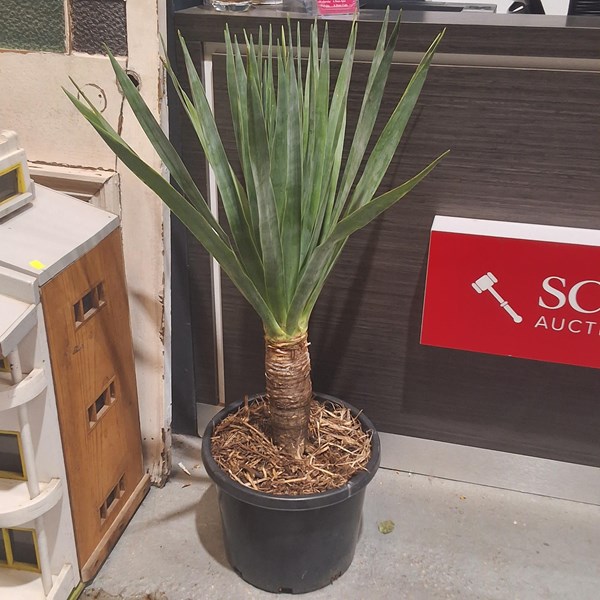 Lot 361 - YACCA