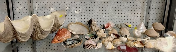 Lot 1605 - SHELLS