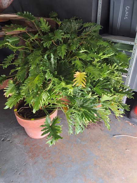 Lot 402 - GARDEN PLANTS