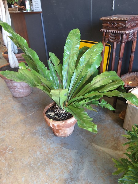 Lot 408 - GARDEN PLANT