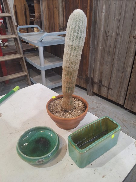 Lot 344 - CACTI