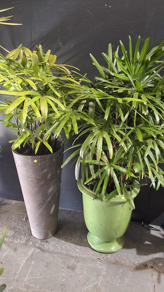 Lot 409 - LADY PALMS