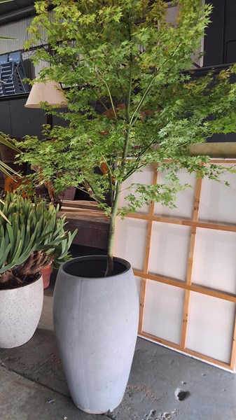 Lot 421 - JAPANESE MAPLE