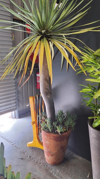 Lot 407 - DRACAENA