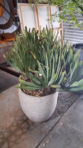 Lot 403 - FAN ALOE