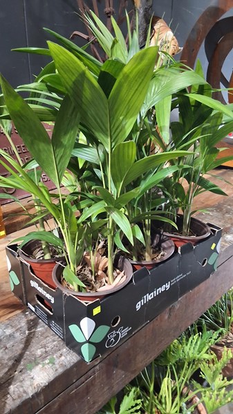 Lot 392 - PALMS