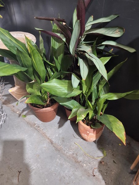 Lot 414 - ASPIDISTRA