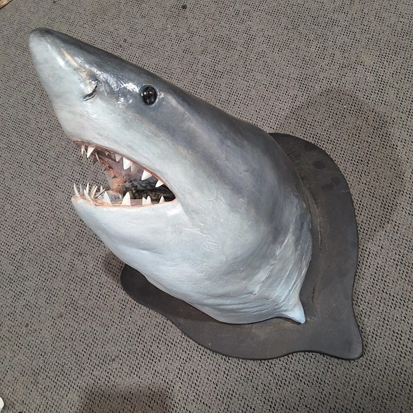 Lot 19 - SHARK HEAD DISPLAY