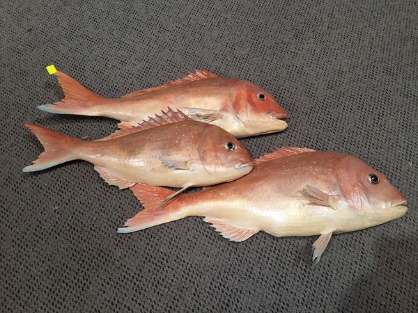 Lot 15 - FISH ORNAMENT