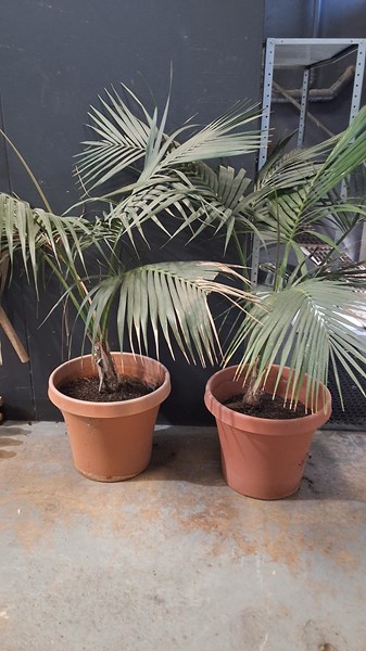 Lot 356 - POTTED PALMS