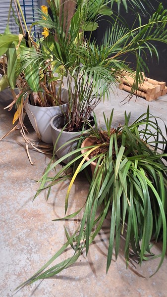 Lot 357 - POTTED PLANTS