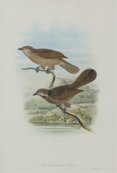Lot 1088 - JOHN GOULD (Britain, 1804-1881)