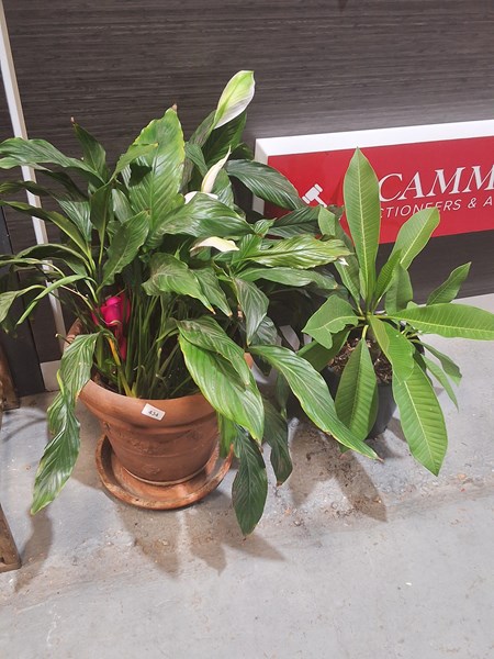 Lot 501 - POTTED PLANTS