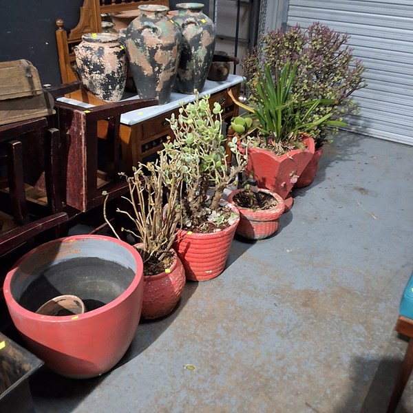 Lot 483 - POTTED PLANTS