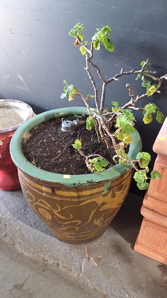 Lot 419 - POTTED PLANT