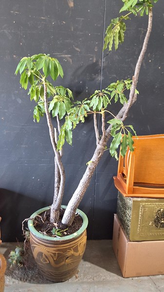 Lot 421 - POTTED PLANT