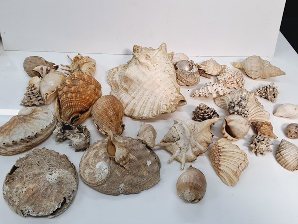 Lot 1287 - SHELLS