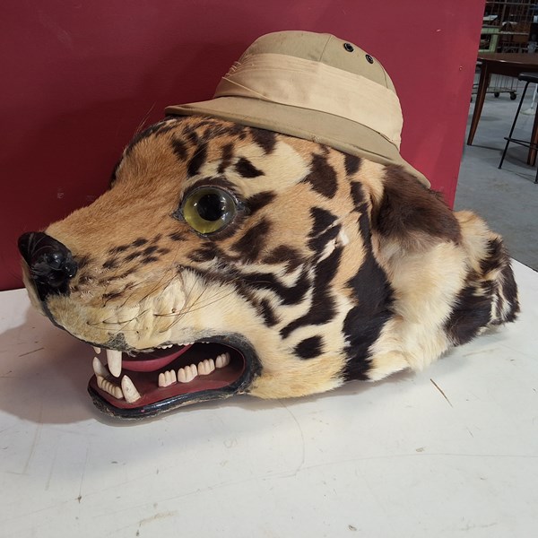 Lot 13 - TIGERS HEAD
