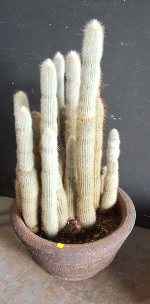 Lot 405 - POTTED CACTI