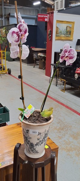 Lot 353 - ORCHID