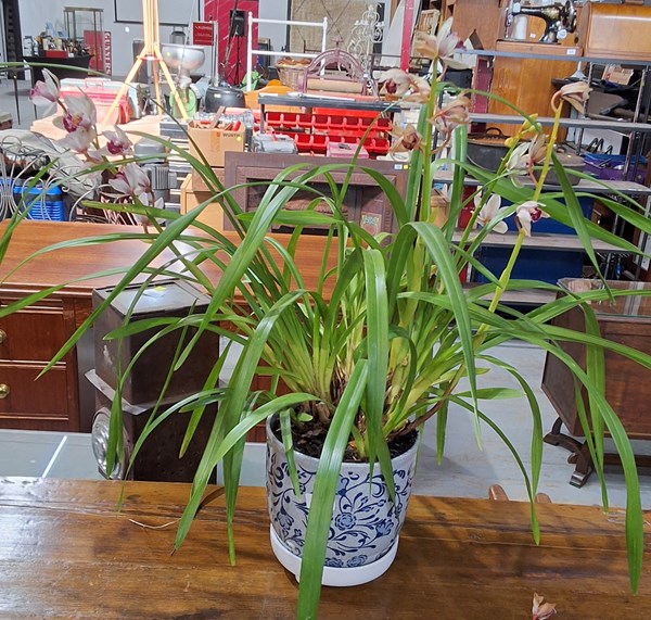 Lot 358 - ORCHID