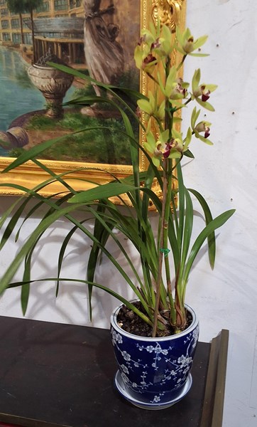 Lot 331 - ORCHID