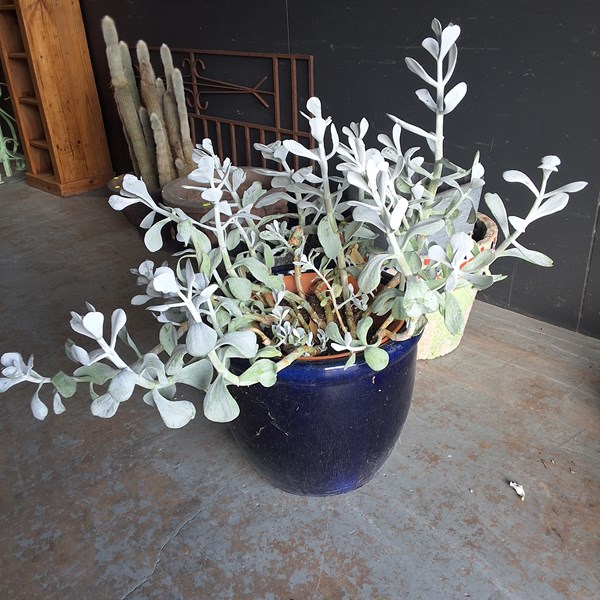 Lot 411 - PLANT POT
