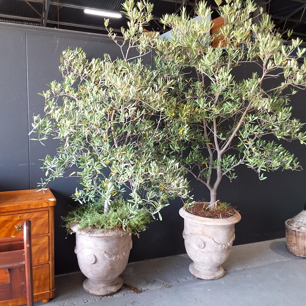Lot 428 - OLIVE TREES