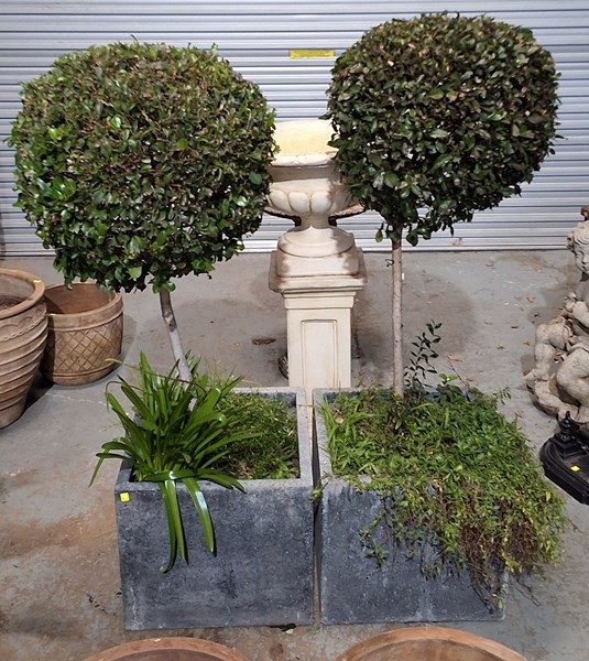 Lot 458 - TOPIARY