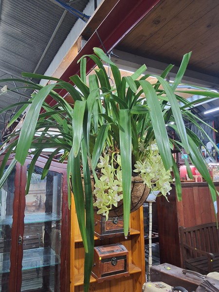 Lot 431 - HANGING POT