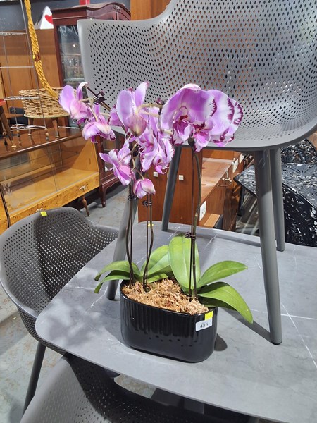 Lot 435 - ORCHID