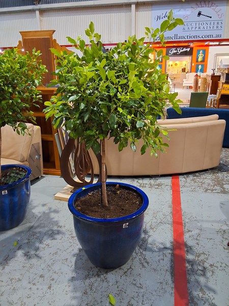 Lot 49 - FICUS
