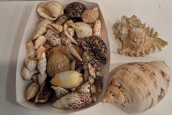 Lot 1295 - SEASHELLS