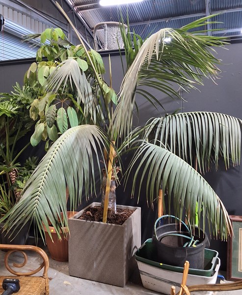 Lot 574 - POTTED PALM