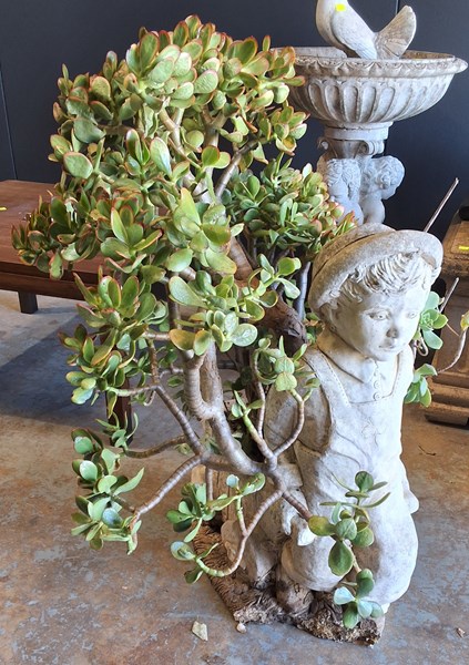 Lot 589 - POTTED JADE PLANT