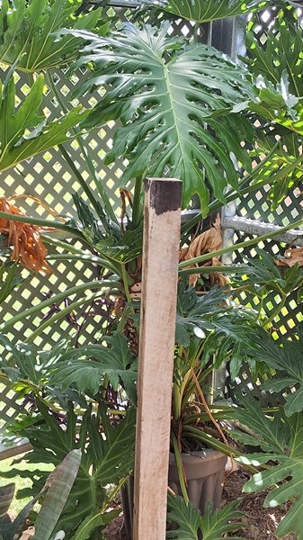 Lot 572 - PHILODENDRON
