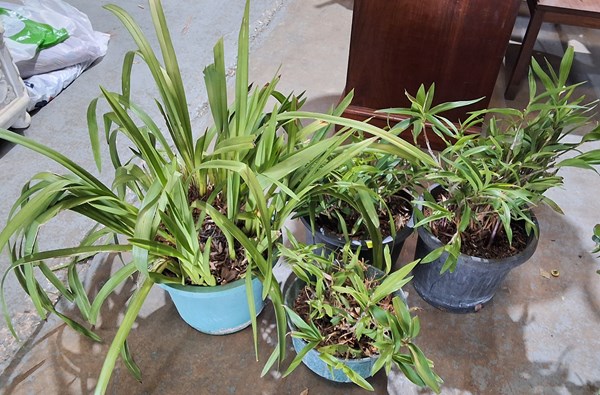 Lot 557 - POTTED PLANTS
