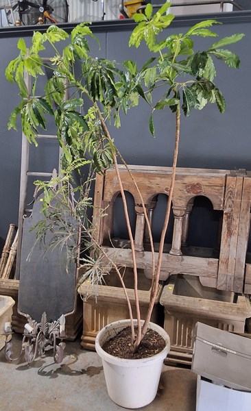 Lot 558 - POTTED UMBRELLA TREE