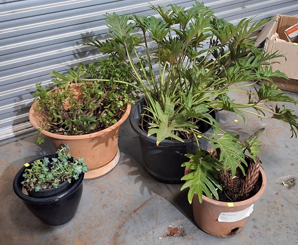 Lot 564 - PLANT LOT